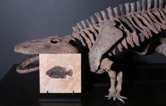 Рыба Cockerellites liops