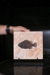 Рыба Cockerellites liops