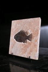 Рыба Cockerellites liops