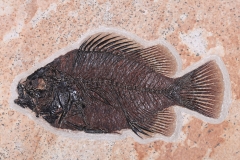 Рыба Cockerellites liops