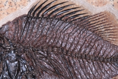 Рыба Cockerellites liops