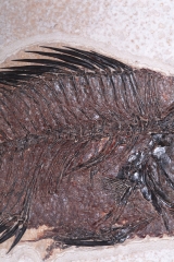 Рыба Priscacara sp.