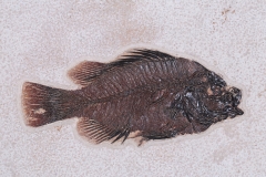 Рыба Priscacara sp.