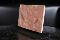 Рыбы Knightia sp. и Priscacara sp.