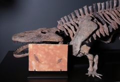 Рыбы Knightia sp. и Priscacara sp.