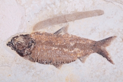 Рыбы Knightia sp.