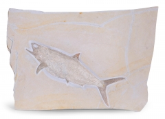 Рыба Caturus furcatus 