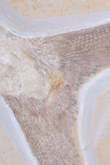 Рыба Caturus furcatus 