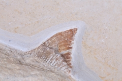 Рыба Caturus furcatus 