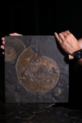 Аммониты Harpoceras sp.