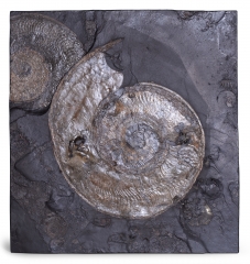 Аммониты Harpoceras sp.