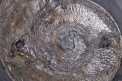 Аммониты Harpoceras sp.