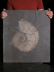 Аммонит Arietites sp.