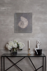 Аммонит Arietites sp.