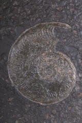 Аммониты Lytoceras sp. и Harpoceras sp.