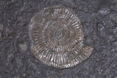 Аммониты Lytoceras sp. и Harpoceras sp.