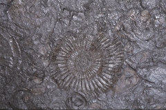 Аммониты Lytoceras sp. и Harpoceras sp.