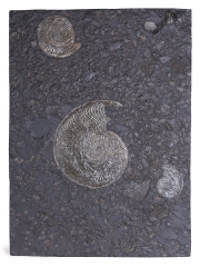 Аммониты Lytoceras sp. и Harpoceras sp.