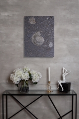 Аммониты Lytoceras sp. и Harpoceras sp.