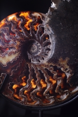 Аммонит Cleoniceras sp.