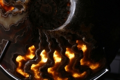 Аммонит Cleoniceras sp.