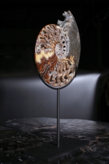 Аммонит Cleoniceras sp.