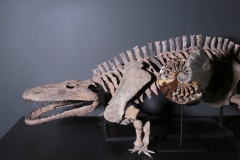 Аммонит Cleoniceras sp.