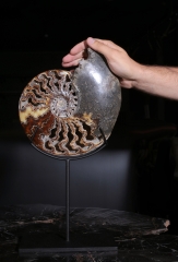 Аммонит Cleoniceras sp.