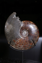 Аммонит Cleoniceras sp.