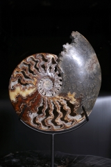 Аммонит Cleoniceras sp.