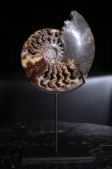 Аммонит Cleoniceras sp.