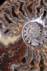 Аммонит Cleoniceras sp.