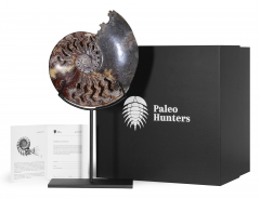 Аммонит Cleoniceras sp.