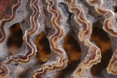 Аммонит Cleoniceras sp.