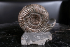 Аммонит Speetoniceras versicolor