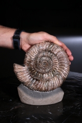 Аммонит Speetoniceras versicolor