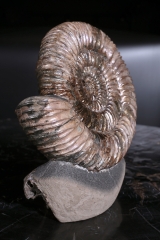 Аммонит Speetoniceras versicolor