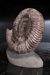 Аммонит Speetoniceras versicolor