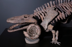 Аммонит Speetoniceras versicolor