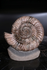 Аммонит Speetoniceras versicolor