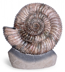 Аммонит Speetoniceras versicolor