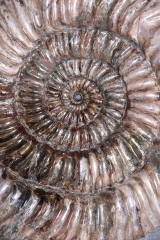 Аммонит Speetoniceras versicolor