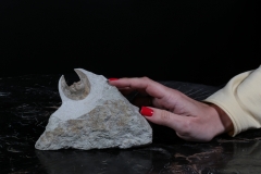 Трилобит Scotoharpes spasskii