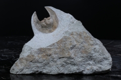 Трилобит Scotoharpes spasskii