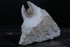 Трилобит Scotoharpes spasskii