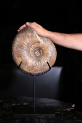 Аммонит Idoceras sp.