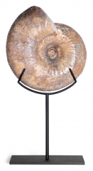 Аммонит Idoceras sp.