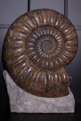 Аммонит Arietites bucklandi