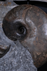 Аммонит Arietites bucklandi и наутилус Cenoceras sp.