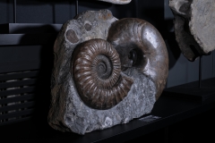 Аммонит Arietites bucklandi и наутилус Cenoceras sp.